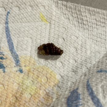 NEMA Chicago - Dead bug in washing machine - Apartments Near Me - Chicago, Illinois
