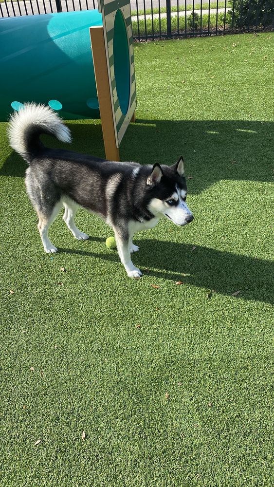Pixie Paws - pet boarding facility in Haines City, FL