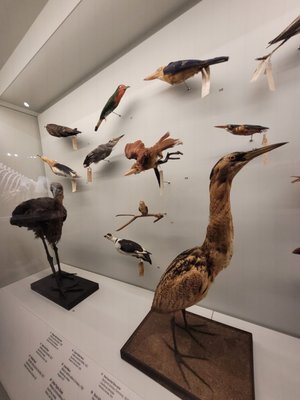 Lee Kong Chian Natural History Museum, Singapore by null