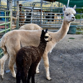 One Thing Ranch - Attraction Farms Near Me - Lewiston, California