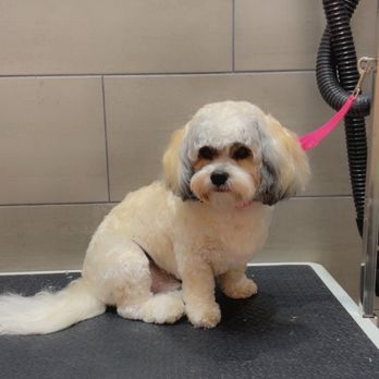 Petbar Alliance - Pet Groomers Near Me - Fort Worth, Texas Petbar Alliance - Pet Groomers Near Me - Fort Worth, Texas