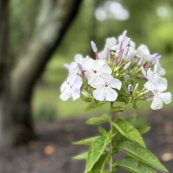 Pickerington Ponds Metro Park - Phlox