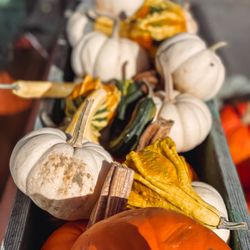 Green Mountain Orchards - Pumpkins and gourds