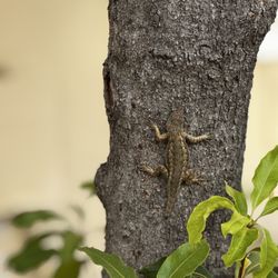 Ojai Retreat & Inn - Lizard