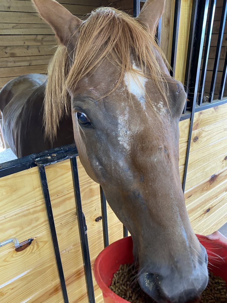 Berry Woods Farm - equestrian in Gray Court, SC