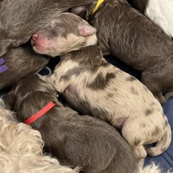 Libby Lou’s Goldendoodles
