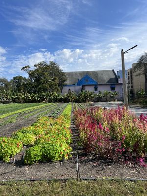 Meacham Urban Farm by null