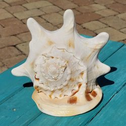 Daniels Shells