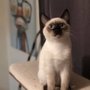 Photo of Urban Animal