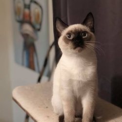 Urban Animal