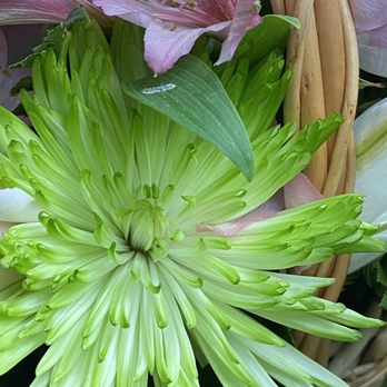 Sebastian Florist - Floral Designers Near Me - Bellmore, New York Sebastian Florist - Floral Designers Near Me - Bellmore, New York