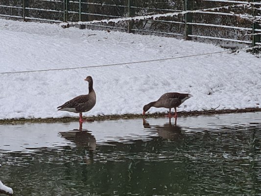 Hellabrunn Zoo by null