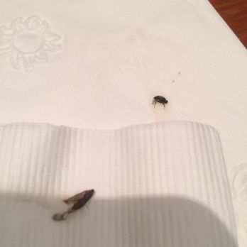 Pho Show - Bugs of 2 different species in our pho. Didn't get comped. Waitress took her own photo and never mentioned it again - Vietnamese Near Me - Culver City, California