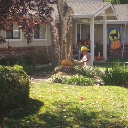 Chico Tree Service - Felling a dead White Birch Tree