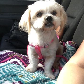 Happy Tails Pet Spa - Pet Groomers Near Me - Fontana, California Happy Tails Pet Spa - Pet Groomers Near Me - Fontana, California