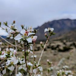 Cibola National Forest
