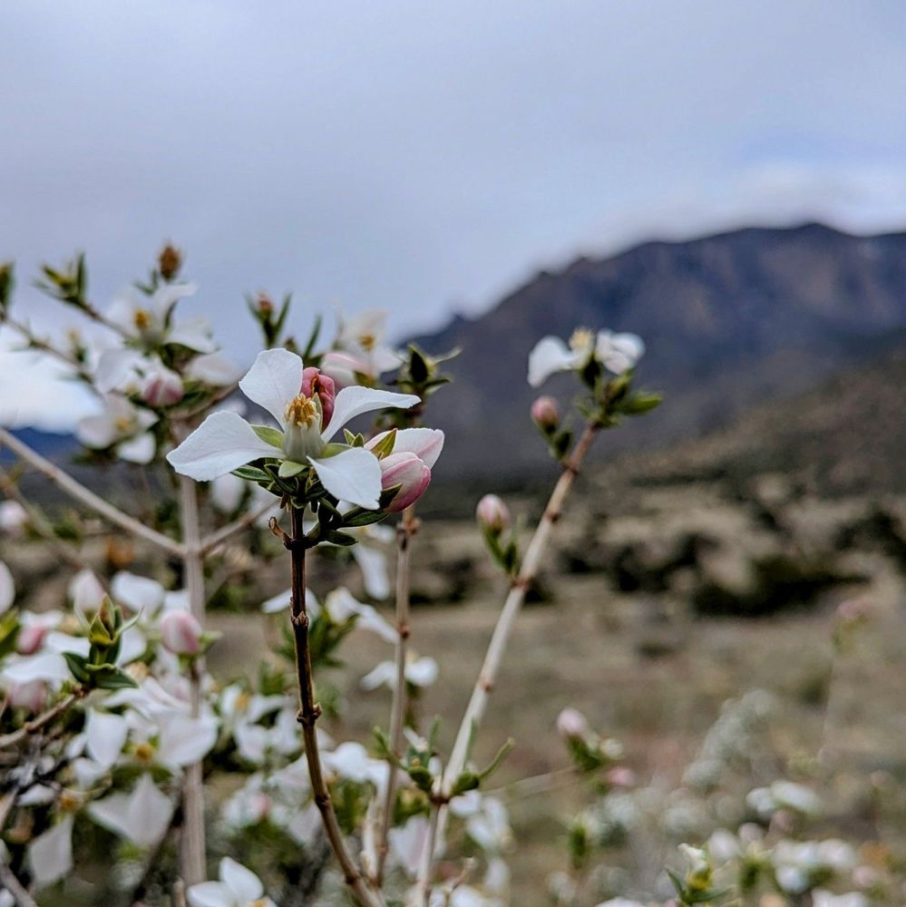 Cibola National Forest