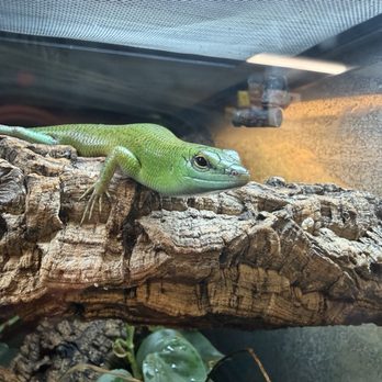 The Reptile Lounge - Reptile Shops Near Me - West Covina, California The Reptile Lounge - Reptile Shops Near Me - West Covina, California