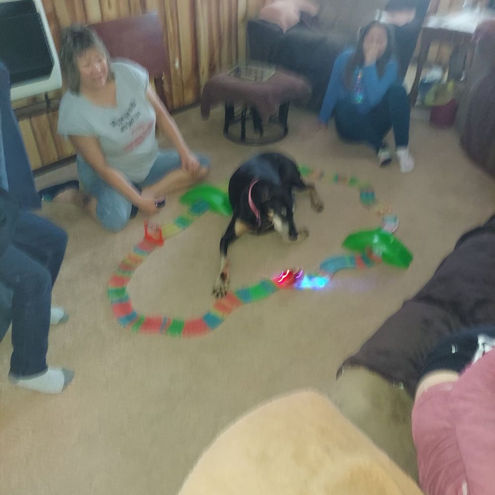 Illinois Doberman Rescue plus - Star was part of our family! - Animal Shelters Near Me Illinois Doberman Rescue plus - Star was part of our family! - Animal Shelters Near Me
