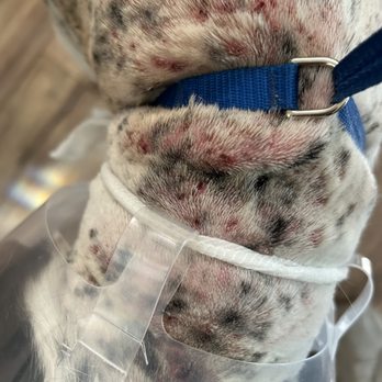 Broadway Grooming - She had to be sedated and shaved - Pet Groomers Near Me - Tucson, Arizona