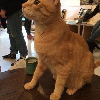 KitTea - "I'm only behaving because immediate gratification in the form of food bits." - Pet Adoption Near Me - San Francisco, California