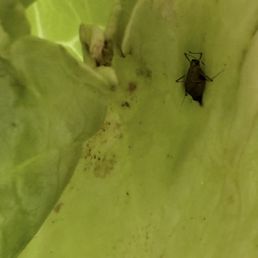 Large bug, dirt, and wilted lettuce