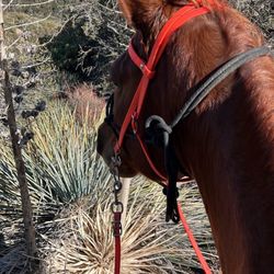 Running Horse Ranch - Horse
