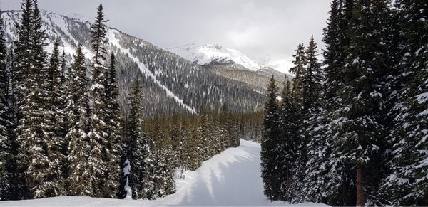 Lake Louise Ski Resort & Summer Gondola by null