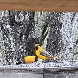 Santa Anna Wildlife Refuge