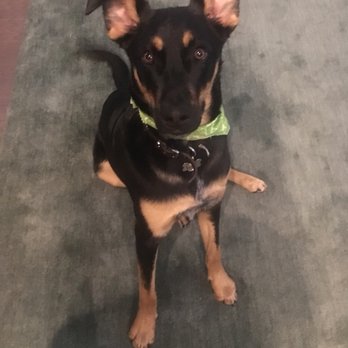 Dog E Fresh - Pet Groomers Near Me - Aurora, Colorado Dog E Fresh - Pet Groomers Near Me - Aurora, Colorado