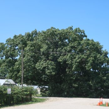 Mayneland Farm - The big tree on their west side, 8-24-2022. - Farmers Market Near Me - Naperville, Illinois