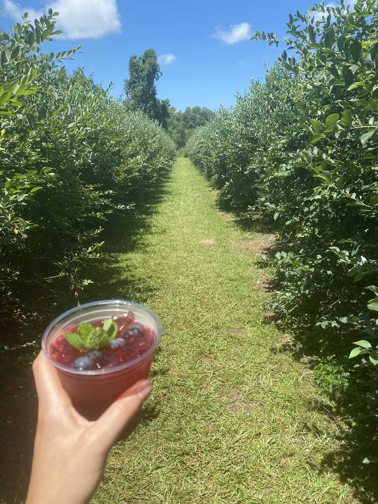 CHAMPNEY’S BLUEBERRY FARM Updated June 2024 14 Photos 4492 Rose