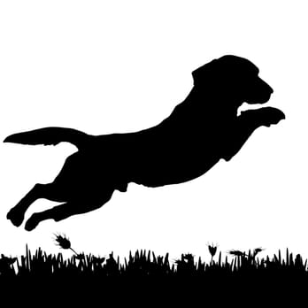 Poop N Scoop - Poop N Scoop - Pet Waste Removal Near Me - Highland Park, Illinois Poop N Scoop - Poop N Scoop - Pet Waste Removal Near Me - Highland Park, Illinois