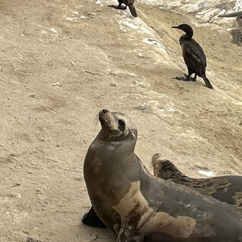 Boomer Beach - say hi - Beaches Near Me - La Jolla, California Boomer Beach - say hi - Beaches Near Me - La Jolla, California