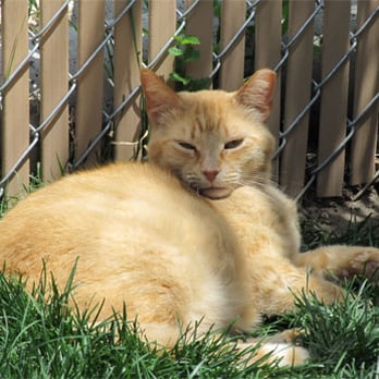 Rocky Mountain Feline Rescue - Ed, the cat, lounging in the secured outdoor area off of John's room - Animal Shelters Near Me - Denver, Colorado Rocky Mountain Feline Rescue - Ed, the cat, lounging in the secured outdoor area off of John's room - Animal Shelters Near Me - Denver, Colorado