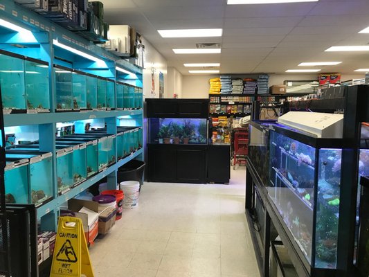 easy leader head collar