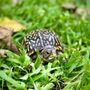 Photo of Treasure Coast Wildlife Center