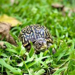 Treasure Coast Wildlife Center - One of our permanent residents, a box turtle, used for educational events