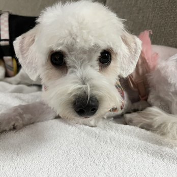 PetSmart - My Beautiful Maltipoo looks like a cancer patient - Pet Groomers Near Me - Palm Springs, California PetSmart - My Beautiful Maltipoo looks like a cancer patient - Pet Groomers Near Me - Palm Springs, California