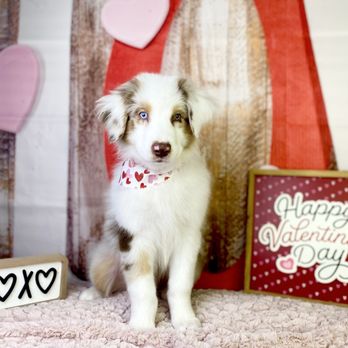 The Pet Studio - Ezekiel at the pet studio - Pet Groomers Near Me - Clarksville, Tennessee