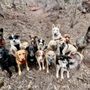 Photo of Telluride K9 Adventure School