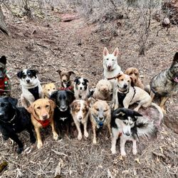 Telluride K9 Adventure School