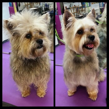 Pretty Pup & More - Pet Groomers Near Me - Rowlett, Texas Pretty Pup & More - Pet Groomers Near Me - Rowlett, Texas