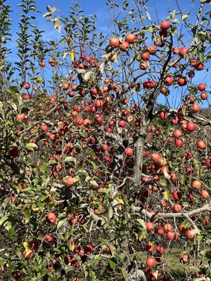 Sky Top Orchard by null