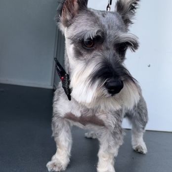 Playful Paws Mobile Grooming - Pet Groomers Near Me Playful Paws Mobile Grooming - Pet Groomers Near Me