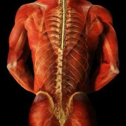 Massage Studios of Orlando