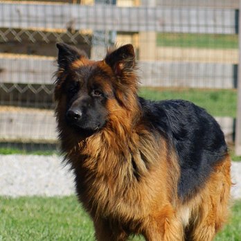 Long Coat Long Haired German Shepherd Breeder In Indiana Yelp