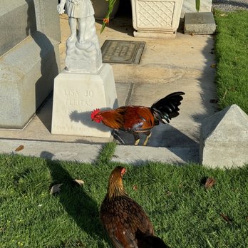 Key West Cemetery - Funeral Services & Cemeteries Near Me - Key West, Florida Key West Cemetery - Funeral Services & Cemeteries Near Me - Key West, Florida