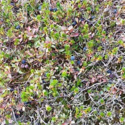 Portage Pass Trail - Alpine dwarf blueberries and crowberries