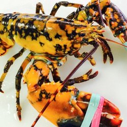 Fresh Cape Cod Lobsters By Jon Tolley - CALICO LOBSTER CAUGHT IN CAPE COD BAY